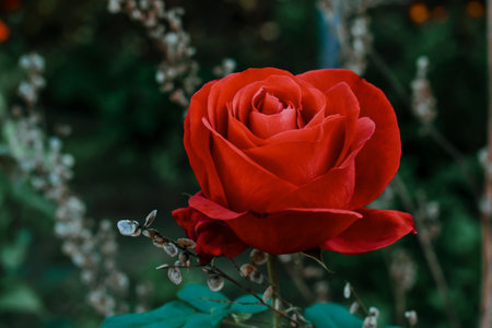 A closeup shot of a red roseの写真素材