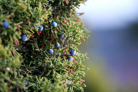 A closeup shot of berries on a bloomed Common juniperの写真素材