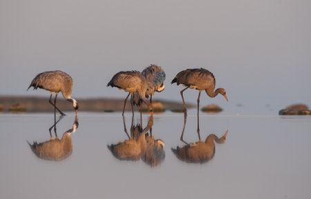 Common Cranes in the autumn roosting site in Matsalu National Park, Estoの写真素材