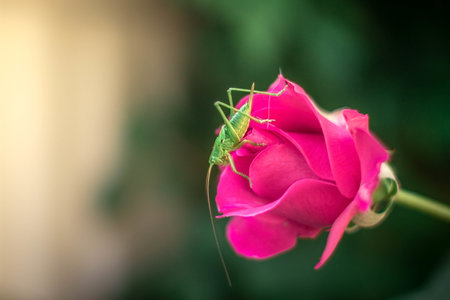 A selective focus shot of a beautiful pink rose in a field with a green insect on itの写真素材