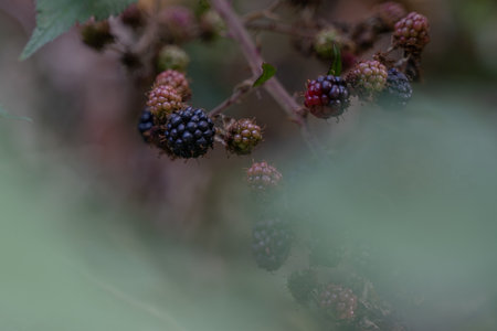 A closeup shot of boysenberries growing under the sunlightの写真素材