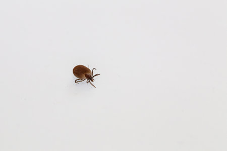 A high angle shot of an insect on a white background