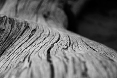 A greyscale shot of a wood texture with cracksの写真素材
