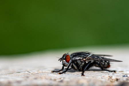 A closeup shot of a fly on the stone surface in the forest
