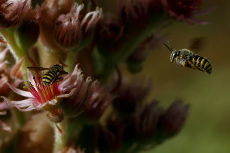 A selective focus shot of two bees flying near some exotic flowers