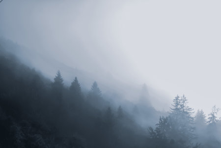 A closeup shot of trees in a forest covered with fog
