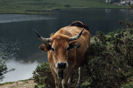 A closeup shot of a cow near the lakeshore