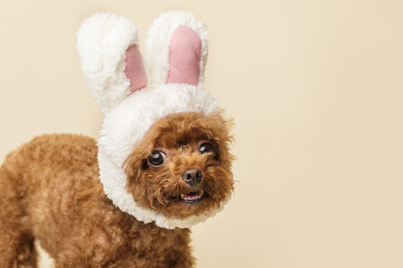 An adorable little poodle with cute bunny ears on a beige backgroundの写真素材