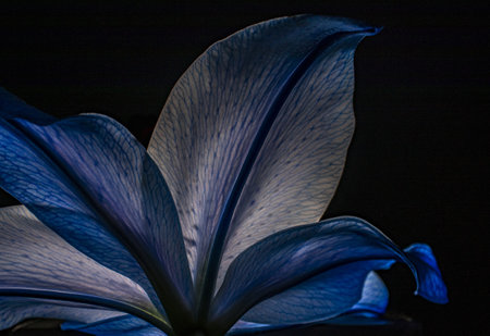 A closeup shot of a beautiful lily flower bottom detail with illuminated blue petalsの写真素材