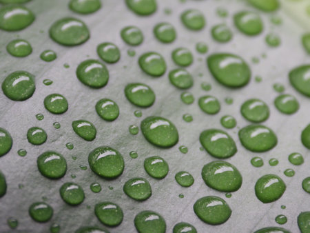 A macro shot of green leaf with water dropsの写真素材
