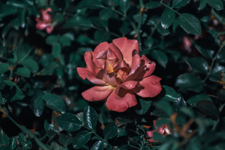A selective focus shot of a beautiful rose in the gardenの写真素材