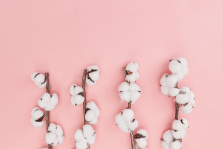 A top view of cotton flowers on its branch isolated on pink backgroundの写真素材