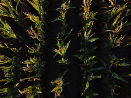 An aerial shot of cornfield at sunsetの写真素材