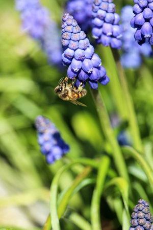 A vertical selective focus shot of a bee on blue Armenian Muscari plantsの写真素材