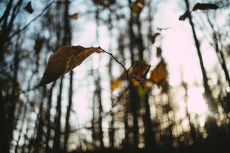 A low angle shot of falling dried leaves in the forest with a bokeh backgroundの写真素材