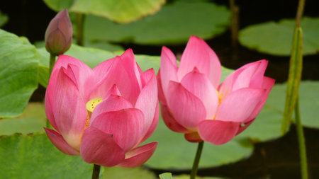 A closeup shot of lotus on the pondの写真素材