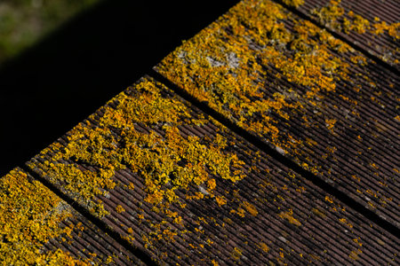 A closeup shot of weathered plank wood covered in mossの写真素材