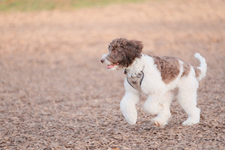 A beautiful shot of a cute fluffy labradoodle running and playing at a dog parkの写真素材
