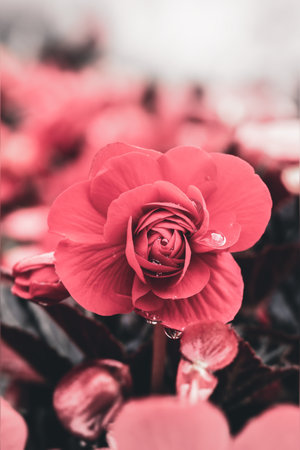 A vertical closeup shot of a blossomed red flower with blurred backgroundの写真素材