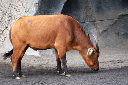 A closeup shot of red forest buffalo standing in the zooの写真素材