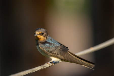 A selective focus shot of a Barn swallow on a ropeの写真素材