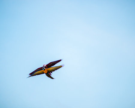 A beautiful view of Scarlet Macaws flying together near the beach in the Maldives