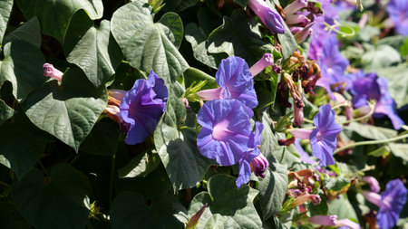 A closeup of morning glory flower in a garden
