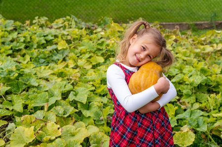 A little girl wearing a flannel dress and hugging a pumpkin in a farm fieldの写真素材
