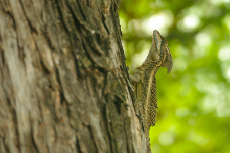 Lizard Climbing a Strong Tree in Mompox, Colombia