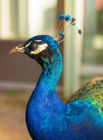 A vertical closeup shot of a peacock headの写真素材