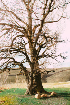A vertical shot of a tree in a meadowの写真素材