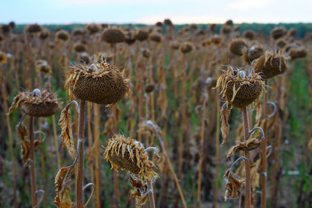 A closeup of dried sunflowers in a field in the evening in summer with a blurry backgroundの写真素材
