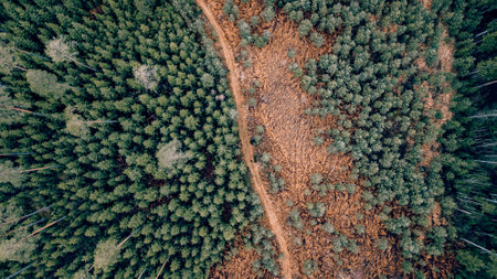 An aerial top view of a narrow unpaved walkway going through a densely forested area