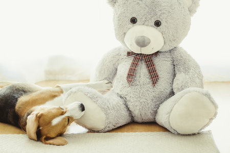A view of a young tricolor beagle lying relaxed next to a teddy bearの写真素材