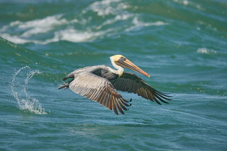 A selective focus shot of a pelican in flightの写真素材