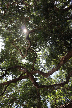 A low angle shot of sunlight shining through tree branches