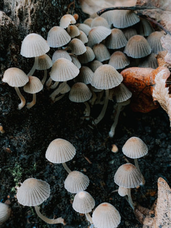 A vertical closeup shot of wild mushrooms in the forestの写真素材