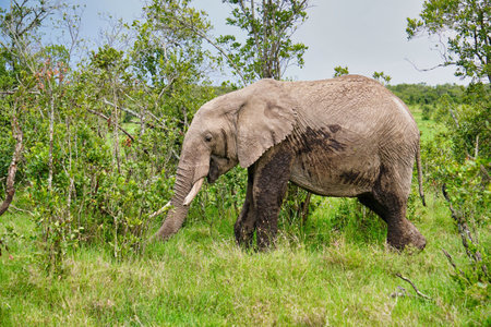 An Indian elephant on a grass fieldの写真素材