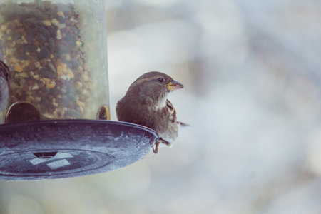A closeup of a cute sparrow on a winter dayの写真素材