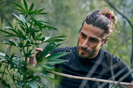 A young Caucasian man taking care of the large cannabis plants in the garden