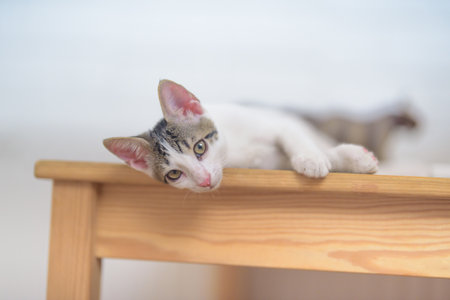 A closeup shot of an adorable little domestic cat lying on a tableの写真素材