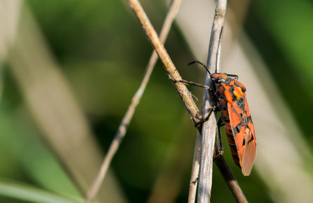 A closeup of a red soldier bug on dried branches in a field under the sunlight in Malta