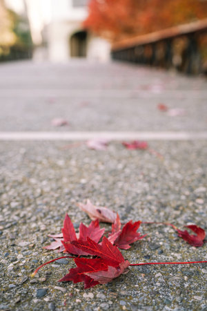 city scape , autumn red leafの写真素材