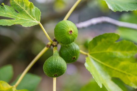 A selective focus shot of riping figs on branchesの写真素材