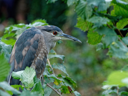 A closeup shot of a Grey heron perched on the tree branchの写真素材