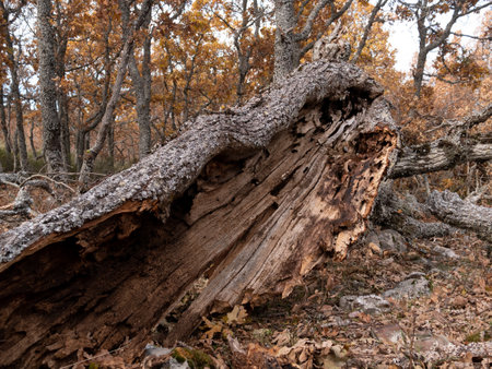 A closeup of a hollow tree trunk lying in the woodsの写真素材