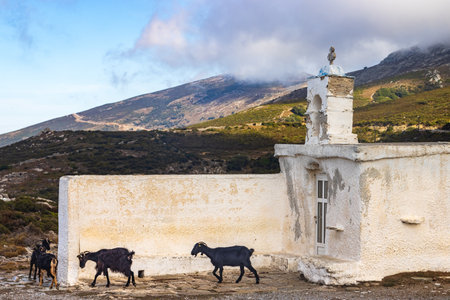 Goats in front of a small orthodox mountain church in the highlands of the greek Cyclades island of Androsの写真素材