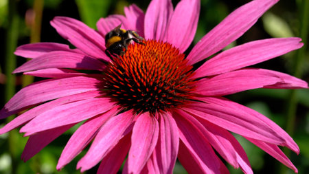 A selective focus shot of a fly collecting nectar n blooming Coneflowerの写真素材