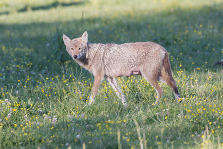 A wild, nursing female Coyote in Cades Cove Park within the Tennessee section of the Great Smokey...