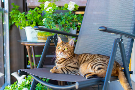 A closeup shot of a Bengal cat sitting on a chair in a balcony with plants on a wooden wallの写真素材